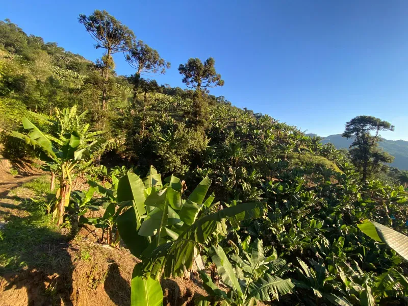 Fazenda em Miracatu/São Paulo — Ref 4WCYL8 — Imagem 2