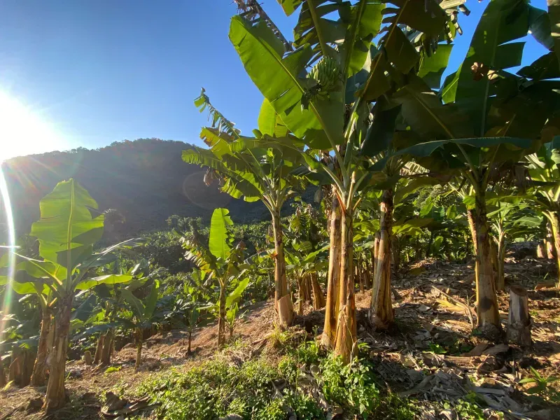 Fazenda em Miracatu/São Paulo — Ref 4WCYL8 — Imagem 3