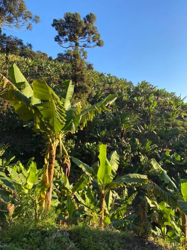 Fazenda em Miracatu/São Paulo — Ref 4WCYL8 — Imagem 5