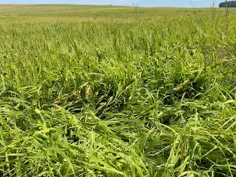 Fazenda em Chapada dos Guimarães/Mato Grosso — Ref MMO2XF — Imagem 3