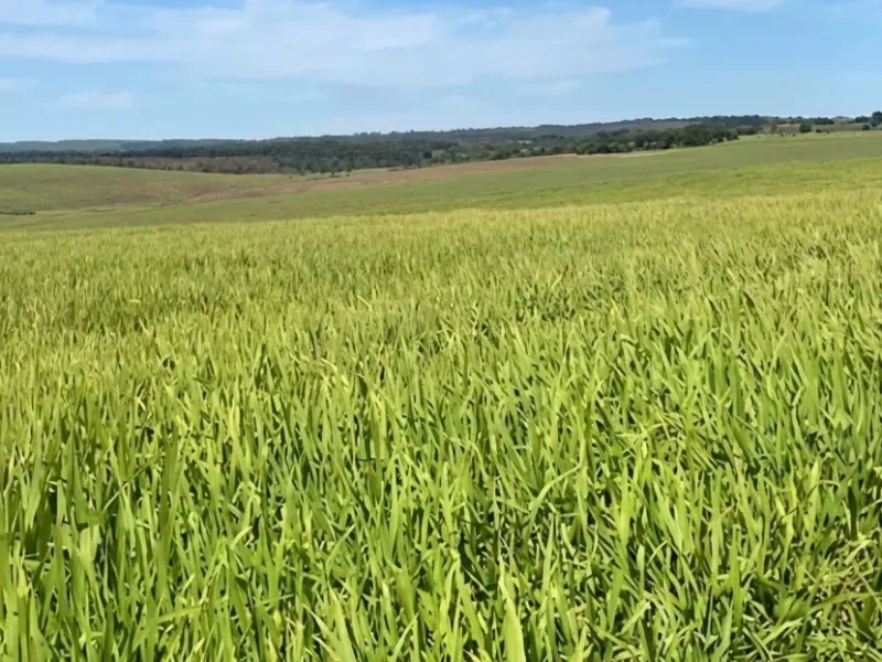 Fazenda em Chapada dos Guimarães/Mato Grosso — Ref MMO2XF — Imagem 2
