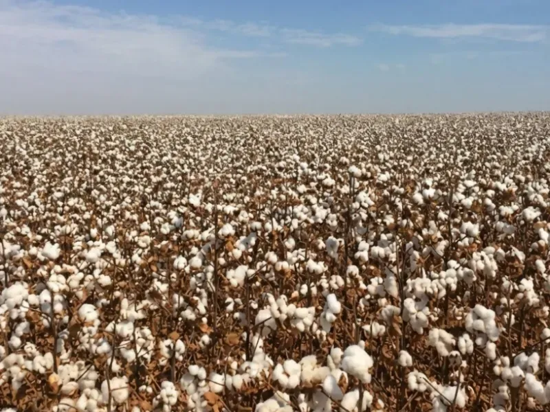 Fazenda em Diamantino/Mato Grosso — Ref BFRZJH — Imagem 3