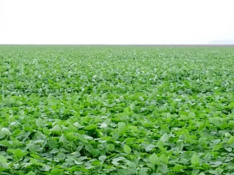 Fazenda em Diamantino/Mato Grosso — Ref BFRZJH — Imagem 4