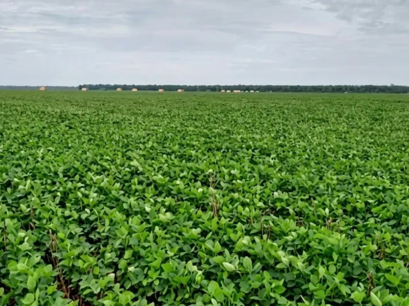 Fazenda em Ipiranga do Norte/Mato Grosso — Ref VV7DBS — Imagem 7