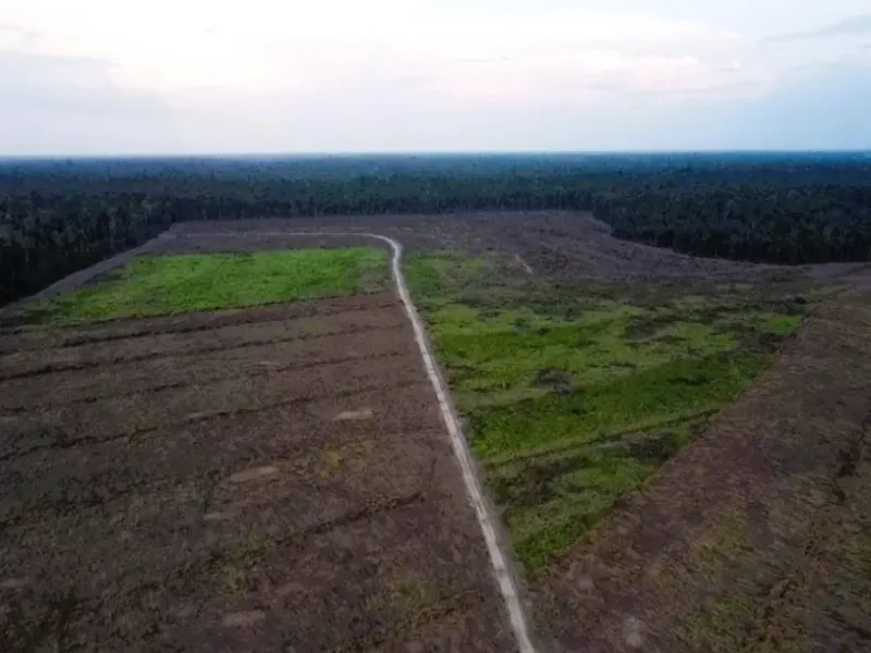 Fazenda em Mocajuba/Pará — Ref NU1R5V — Imagem 3