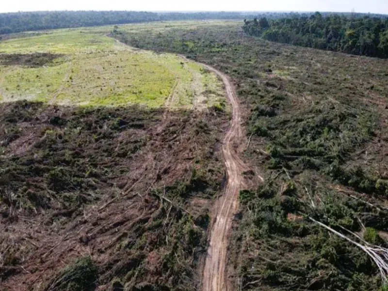 Fazenda em Mocajuba/Pará — Ref NU1R5V — Imagem 5