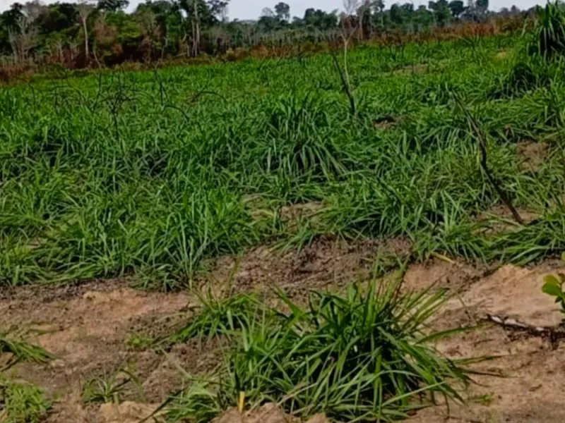 Fazenda em Mocajuba/Pará — Ref NU1R5V — Imagem 6