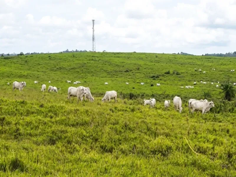 Fazenda em Capanema/Pará — Ref QRVJO9 — Imagem 2