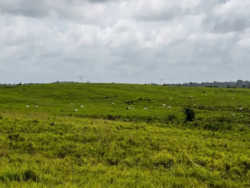 Fazenda em Capanema/Pará — Ref QRVJO9 — Imagem 3