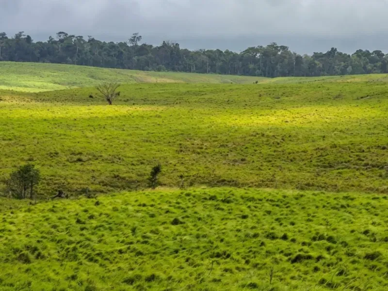 Fazenda em Capanema/Pará — Ref QRVJO9 — Imagem 7