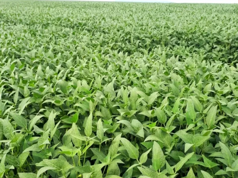 Fazenda em Araguaiana/Mato Grosso — Ref JVG69O — Imagem 12