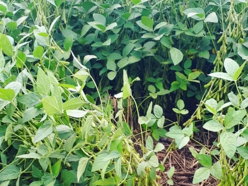 Fazenda em Araguaiana/Mato Grosso — Ref JVG69O — Imagem 13