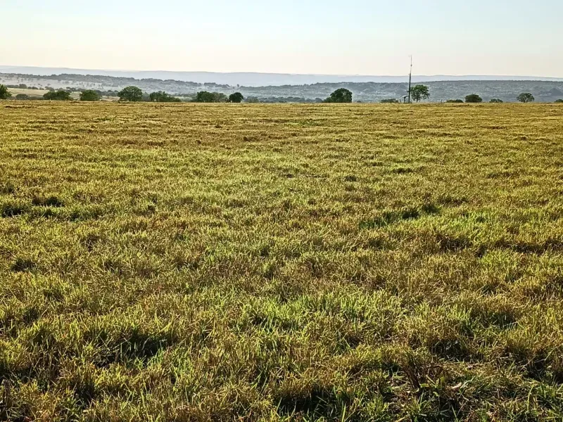 Fazenda em Rio Verde de Mato Grosso/Mato Grosso do Sul — Ref WC9S32 — Imagem 2