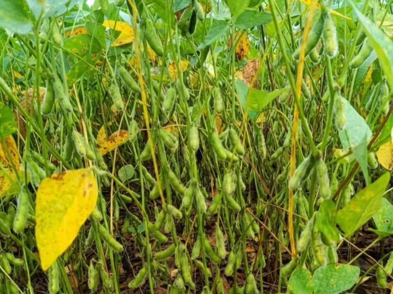 Fazenda em Paranatinga/Mato Grosso — Ref J8GZF4 — Imagem 7