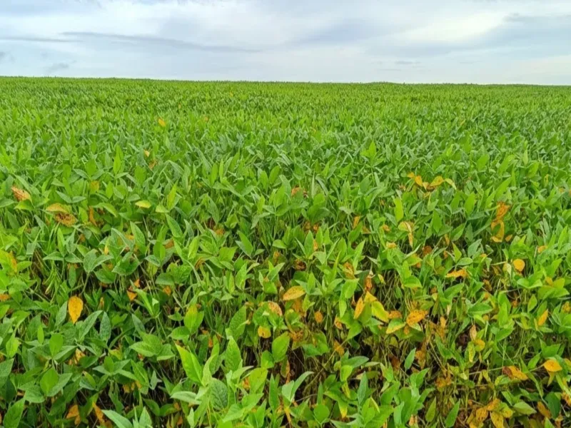 Fazenda em Paranatinga/Mato Grosso — Ref J8GZF4 — Imagem 8