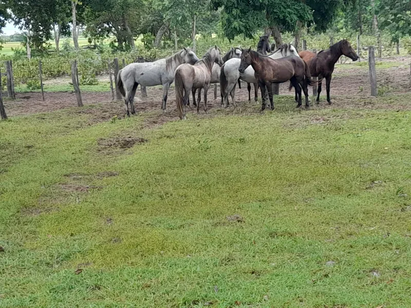 Fazenda em Corumbá/Mato Grosso do Sul — Ref US659L — Imagem 8
