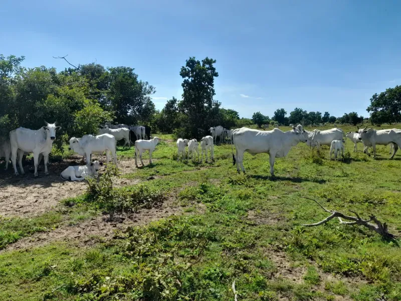 Fazenda em Corumbá/Mato Grosso do Sul — Ref US659L — Imagem 9