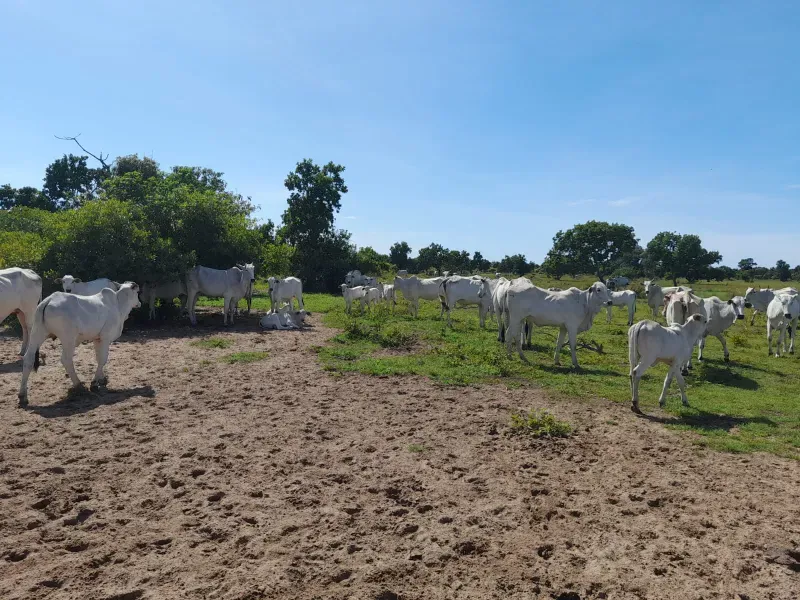 Fazenda em Corumbá/Mato Grosso do Sul — Ref US659L — Imagem 10