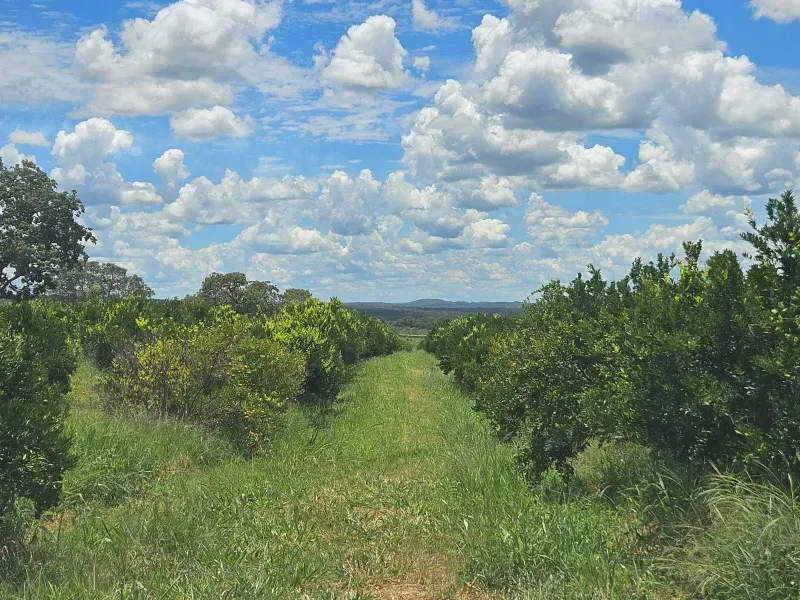 Fazenda em Cordisburgo/Minas Gerais — Ref AE2NLK — Imagem 41