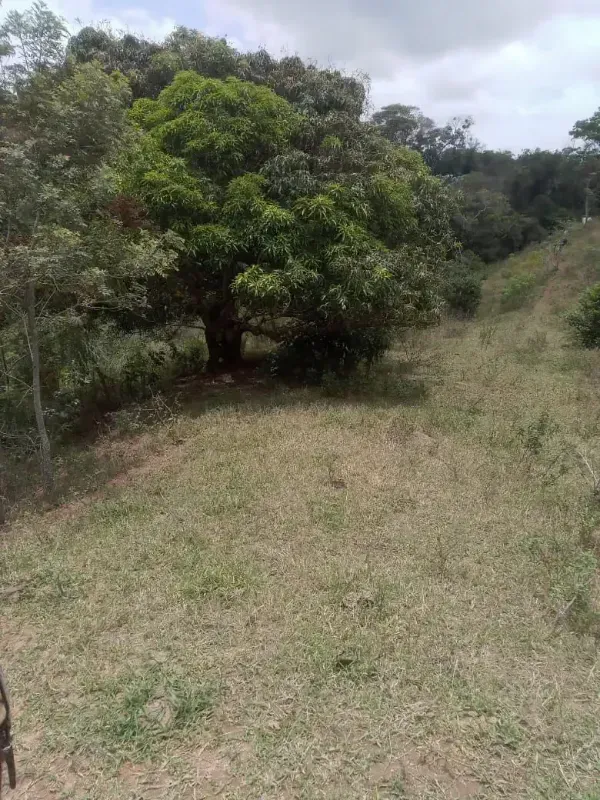 Sítio em Almenara/Minas Gerais — Ref SFYCUM — Imagem 7