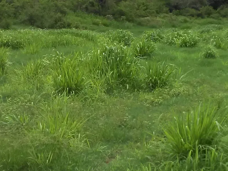 Fazenda em Mundo Novo/Bahia — Ref 3XTEAX — Imagem 8