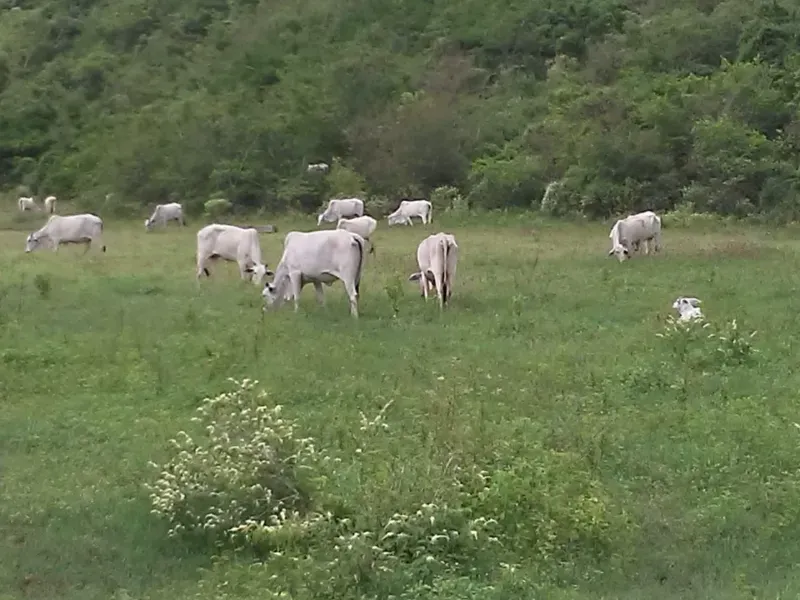 Imóvel rural em Mundo Novo/Bahia — Ref 3XTEAX1