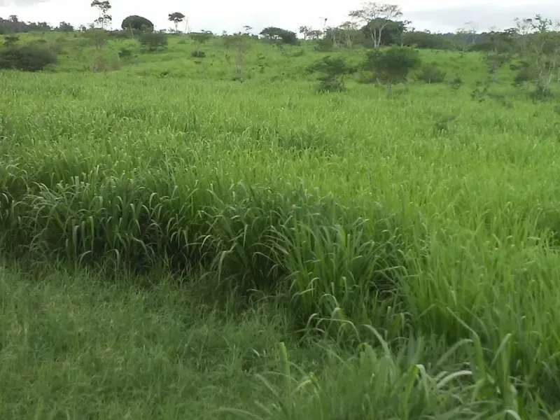 Fazenda em Mundo Novo/Bahia — Ref 3XTEAX — Imagem 16