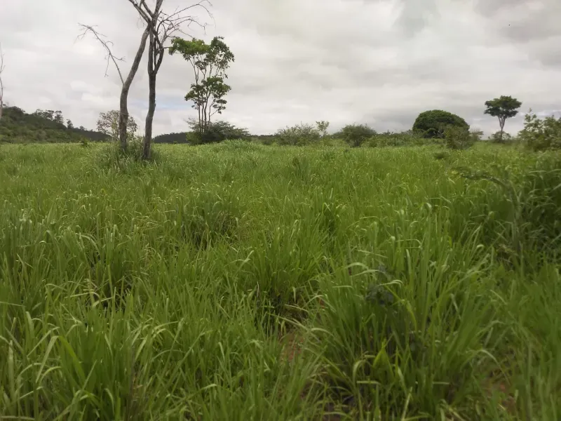 Fazenda em Mundo Novo/Bahia — Ref 3XTEAX — Imagem 21