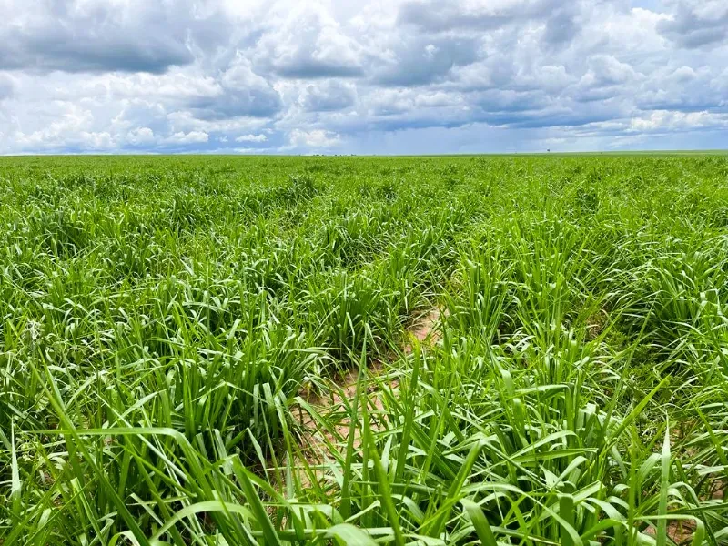 Fazenda em Itiquira/Mato Grosso — Ref UQAP6P — Imagem 3