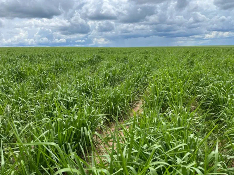 Fazenda em Itiquira/Mato Grosso — Ref UQAP6P — Imagem 4