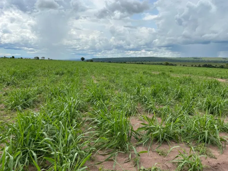 Fazenda em Itiquira/Mato Grosso — Ref UQAP6P — Imagem 5