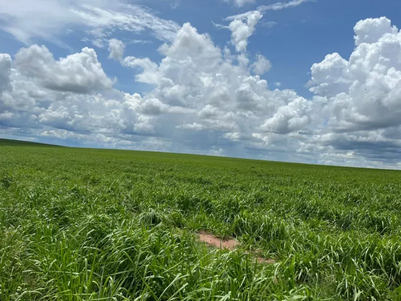 Fazenda em Itiquira/Mato Grosso — Ref UQAP6P — Imagem 6