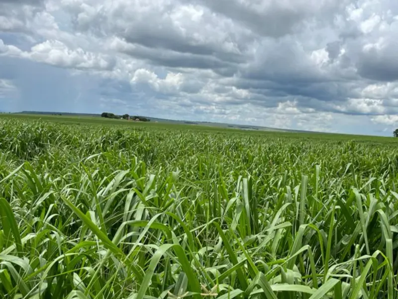 Fazenda em Itiquira/Mato Grosso — Ref UQAP6P — Imagem 7