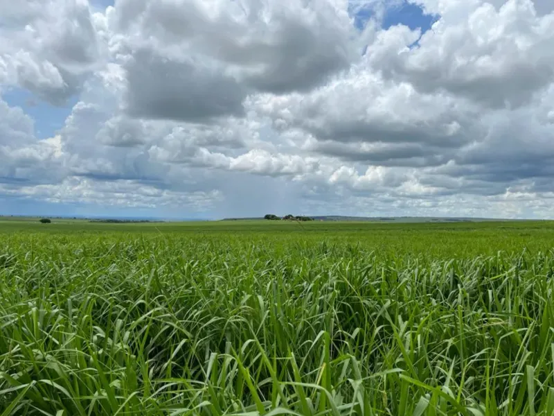 Fazenda em Itiquira/Mato Grosso — Ref UQAP6P — Imagem 10