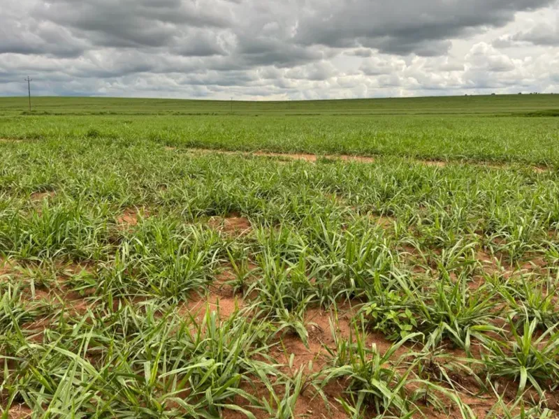 Fazenda em Itiquira/Mato Grosso — Ref UQAP6P — Imagem 11