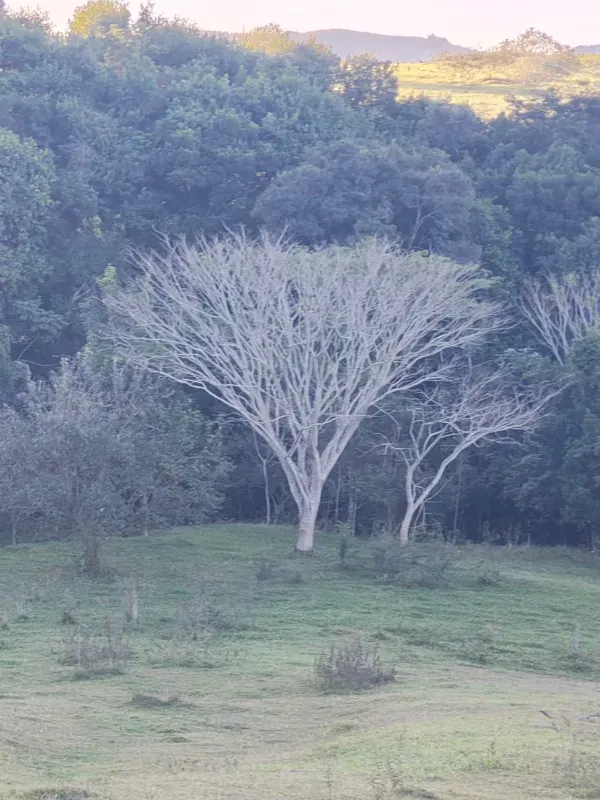 Fazenda em São Pedro/São Paulo — Ref OUA47N — Imagem 96