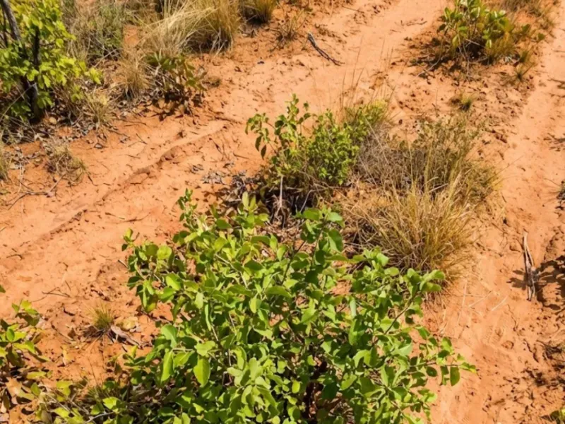 Fazenda em Chapada Gaúcha/Minas Gerais — Ref DF4288 — Imagem 2