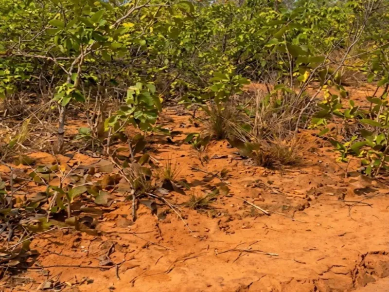 Fazenda em Chapada Gaúcha/Minas Gerais — Ref DF4288 — Imagem 3