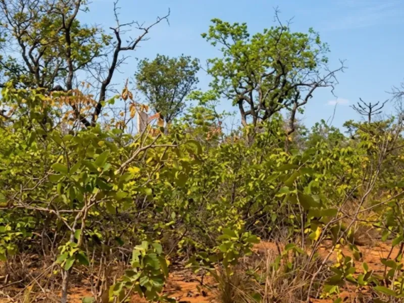 Fazenda em Chapada Gaúcha/Minas Gerais — Ref DF4288 — Imagem 4