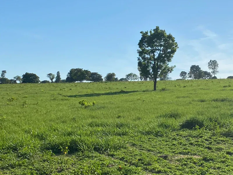 Fazenda em Três Lagoas/Mato Grosso do Sul — Ref BLM7UP — Imagem 8
