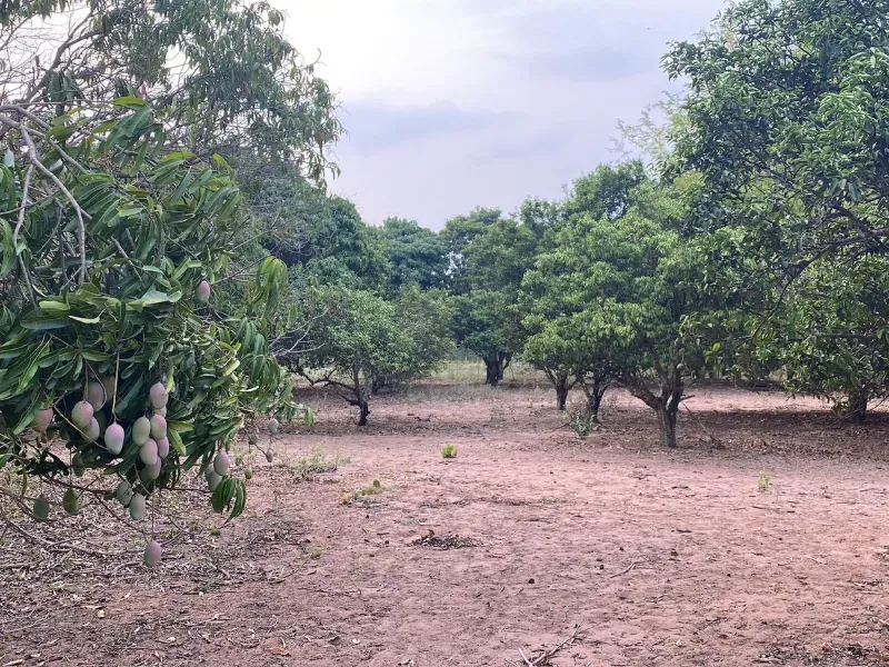 Fazenda em Três Lagoas/Mato Grosso do Sul — Ref BLM7UP — Imagem 14