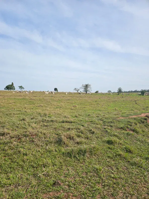 Sítio em Loanda/Paraná — Ref Y99H3Q — Imagem 2