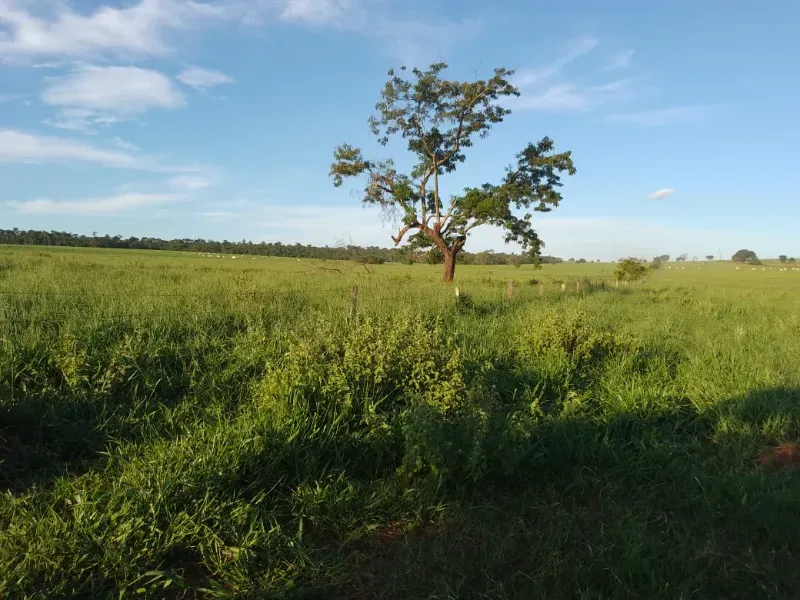 Sítio em Loanda/Paraná — Ref Y99H3Q — Imagem 14