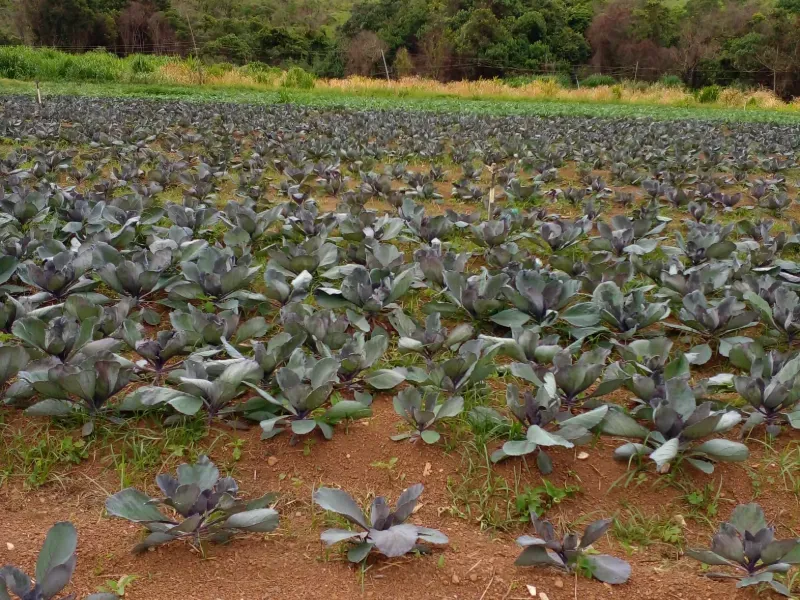 Imóvel rural em Brasília/Distrito Federal — Ref 87DWTM1