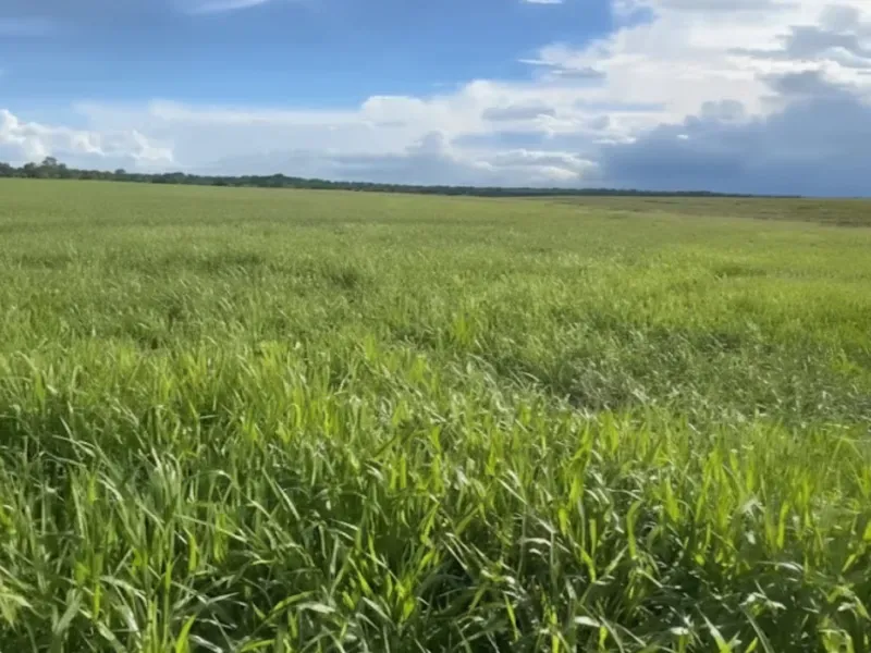 Fazenda em Taipas do Tocantins/Tocantins — Ref 3DKE6G — Imagem 6