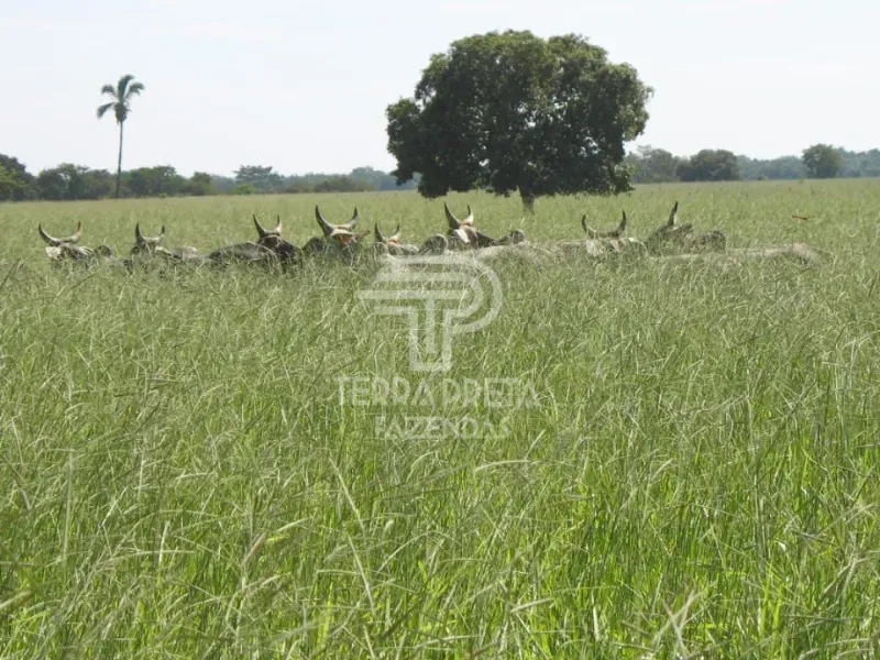 Fazenda em Pirapora/Minas Gerais — Ref 9TVQTL — Imagem 15