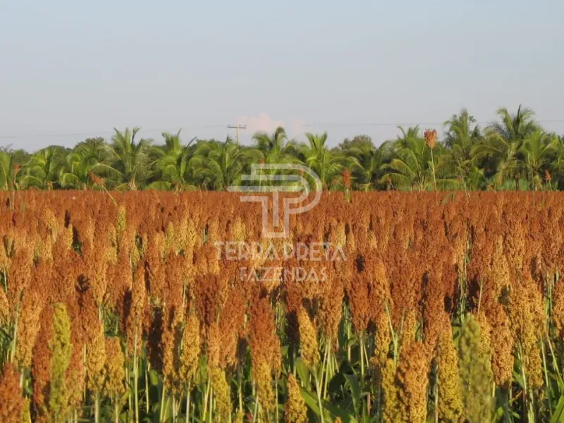 Fazenda em Pirapora/Minas Gerais — Ref 9TVQTL — Imagem 14