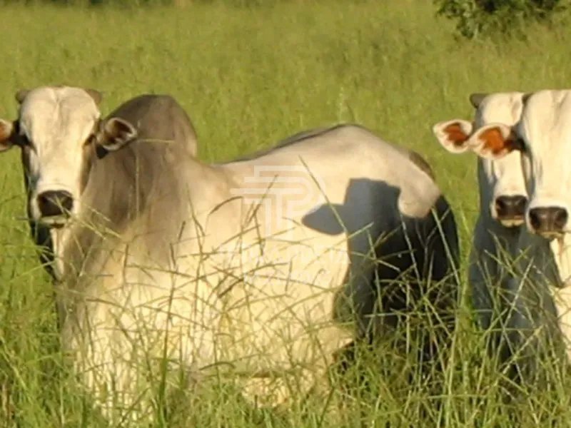 Fazenda em Pirapora/Minas Gerais — Ref 9TVQTL — Imagem 12