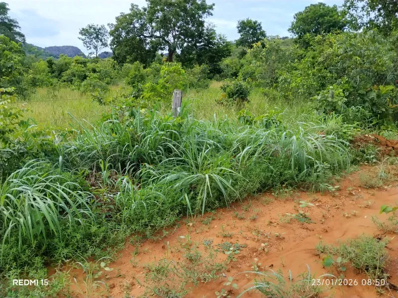 Fazenda em Niquelândia/Goiás — Ref F714AL — Imagem 13