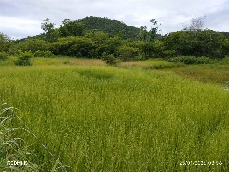 Fazenda em Niquelândia/Goiás — Ref F714AL — Imagem 2